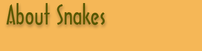 About Snakes Banner