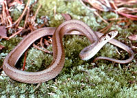 Midland Brown Snake <image courtesy Ohio Department of Natural Resources> 