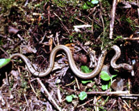 Northern Brown Snake <image courtesy of Ohio Historical Society>