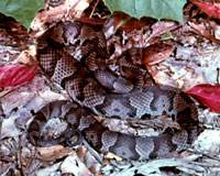 Northern Copperhead <image courtesy of Ohio Department of Natural Resources>