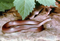 Eastern Smooth Earth Snake <image courtesy of Ohio Department of Natural Resources>