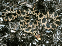 Eastern Fox Snake <image courtesy of Dr. Martin J. Rosenberg>