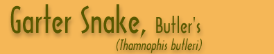 Copperhead Banner