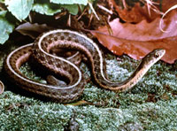 Butler's Garter Snake