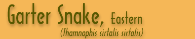 Copperhead Banner