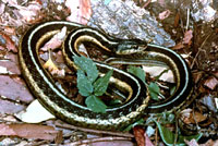 Eastern Garter Snake <image courtesy of Ohio Department of Natural Resources>