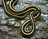 Eastern Plains Garter Snake <image courtesy of Dr. Martin J. Rosenberg>