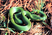 Eastern Smooth Green Snake <image courtesy of Dr. Marting J. Rosenberg>