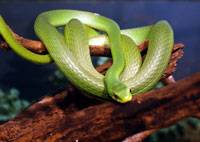 Rough Green Snake <image courtesy Leslie Mack>