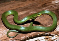 Western Smooth Green Snake <image courtesy University of Michigan>