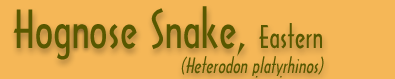 Copperhead Banner