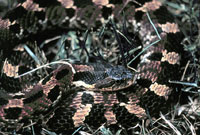 Eastern Hog-Nosed Snake <image courtesy Ohio Department of Natural Resources>