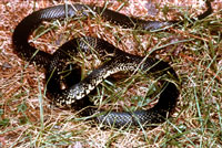 Black Kingsnake <image courtesy of Ohio Department of Natural Resources>