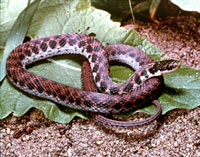 Kirtland's Snake <image courtesy Ohio Department of Natural Resources>