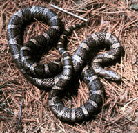 Eastern Milk Snake <image courtesy of Dr. Marting J. Rosenberg>