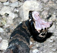 Water Moccasin <image courtesy Steve Barten>