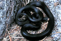 Black Racer <image courtesy of Dr. Martin J. Rosenberg>