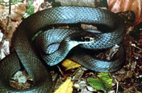 Blue Racer <image courtesy of Ohio Department of Natural Resources>