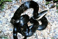 Black Rat Snake <image courtesy of Dr. Martin J. Roseneberg>