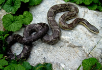 Black Rat Snake <image courtesy of Dean Alessandrini>