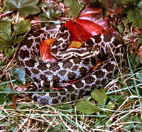 Eastern Massasauga Rattlesnake <image courtesy Ohio Department of Natural Resources>