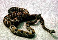 Timber Rattlesnake <image courtesy Ohio Historical Society>