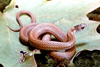 Northern Red-Bellied Snake <image courtesy of Ohio Department of Natural Resources>