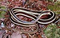 Eastern Ribbon Snake <image courtesy of Ohio Department of Natural Resources>