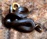 Northern Ring-Necked Snake <image courtesy of Dr. Martin J. Rosenberg>