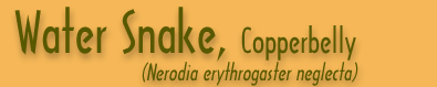 Copperhead Banner