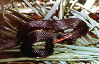 Copperbelly Water Snake <image courtesy of Ohio Department of Natural Resources>