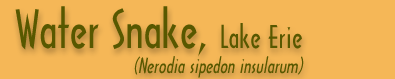 Copperhead Banner