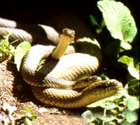 Lake Erie Water Snake <image courtesy of US Fish & Wildlife>