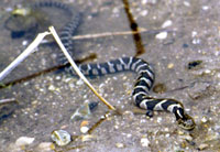 Northern Water Snake <image courtesy of Ohio Historical Society>