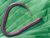 Eastern Worm Snake <image courtesy John White>