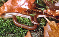 Midwest Worm Snake <image courtesy of Ohio Department of Natural Resources>