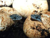 Snake eggs