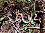 smaller snake <image courtesy of Ohio Historical Society>