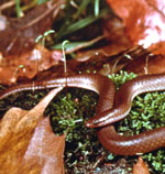 smaller snake <image courtesy of Ohio Department of Natural Resources>