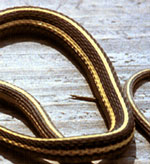 striped snake <image courtesy of Dr. Martin J. Rosenberg>