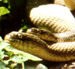 Lake Erie Water Snake <image courtesy of US Fish and Wildlife>