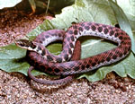 longer snake <image courtesy of Ohio Department of Natural Resources>